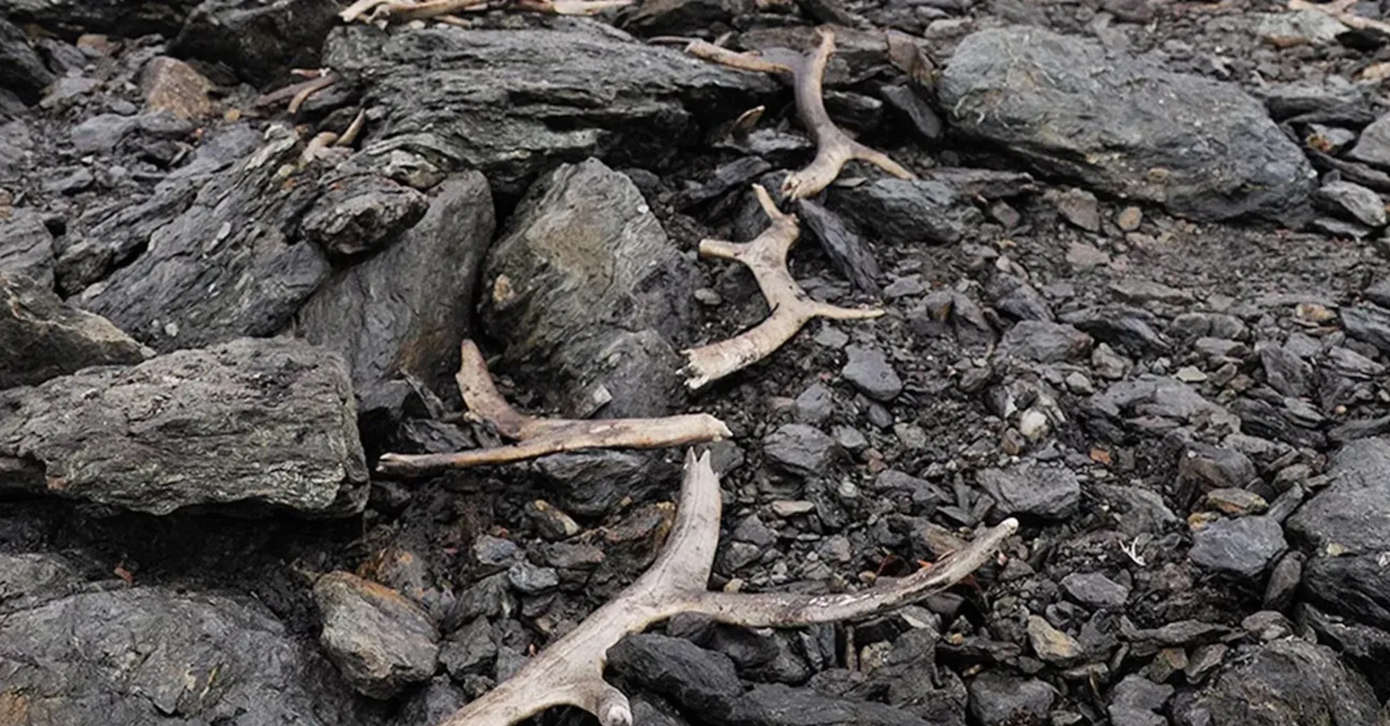 У Норвегії виявили пастку для масового вилову тварин віком 1500 років (фото)