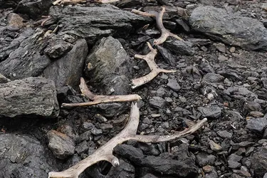 В Норвегии обнаружили ловушку для массового отлова животных в возрасте 1500 лет (фото)