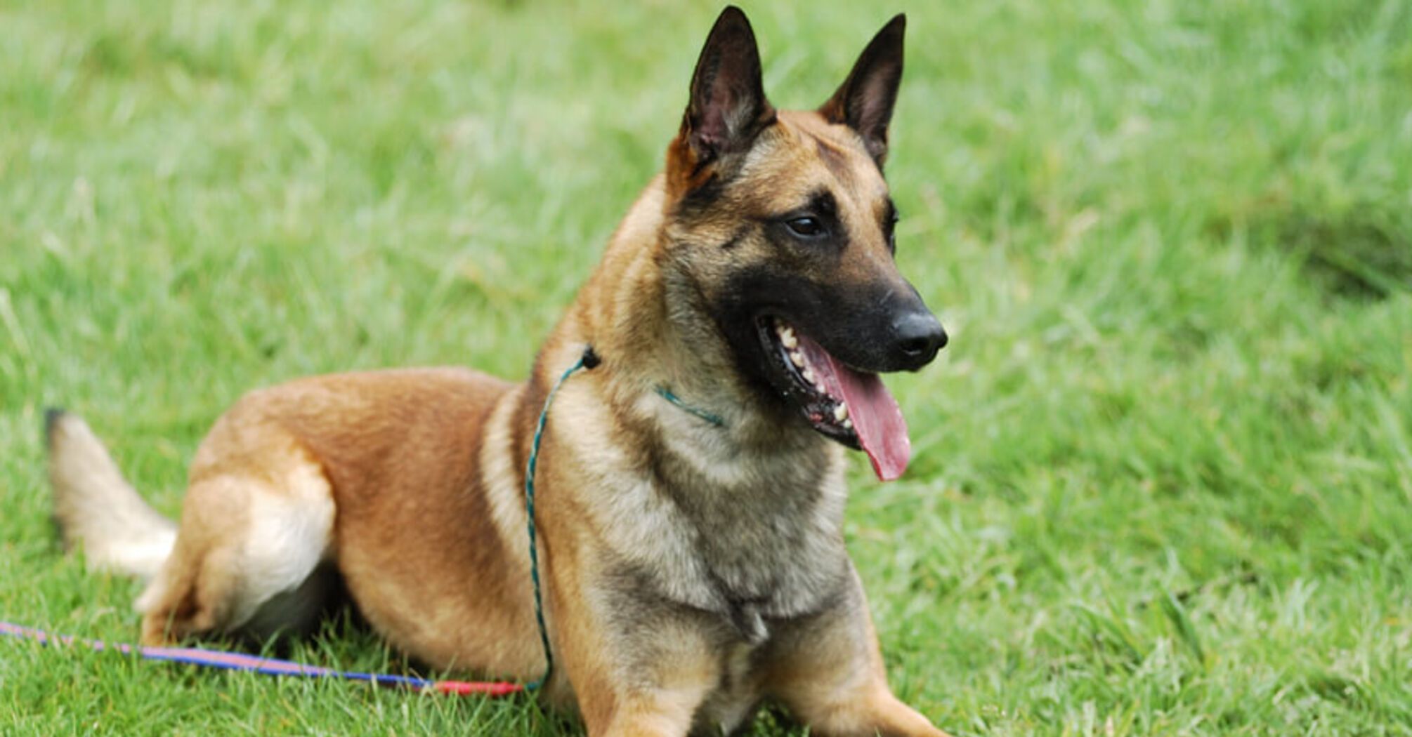 Для активних сімей: топ порід собак, які ніколи не втомлюються   