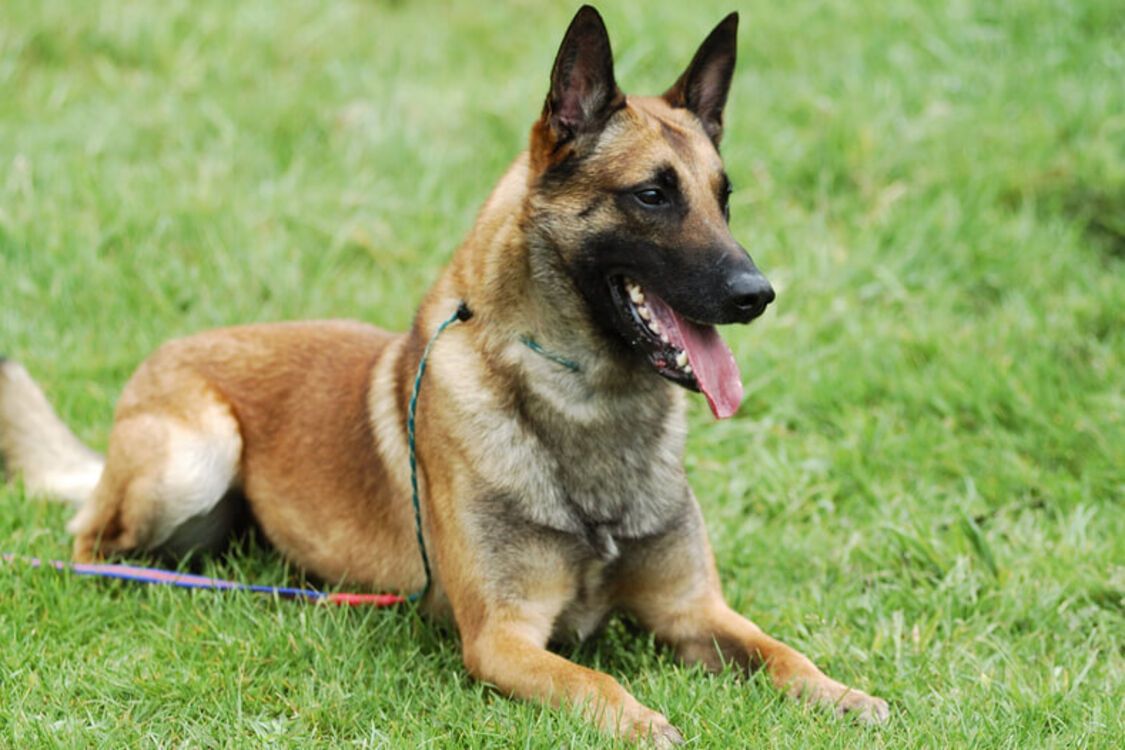 Для активних сімей: топ порід собак, які ніколи не втомлюються