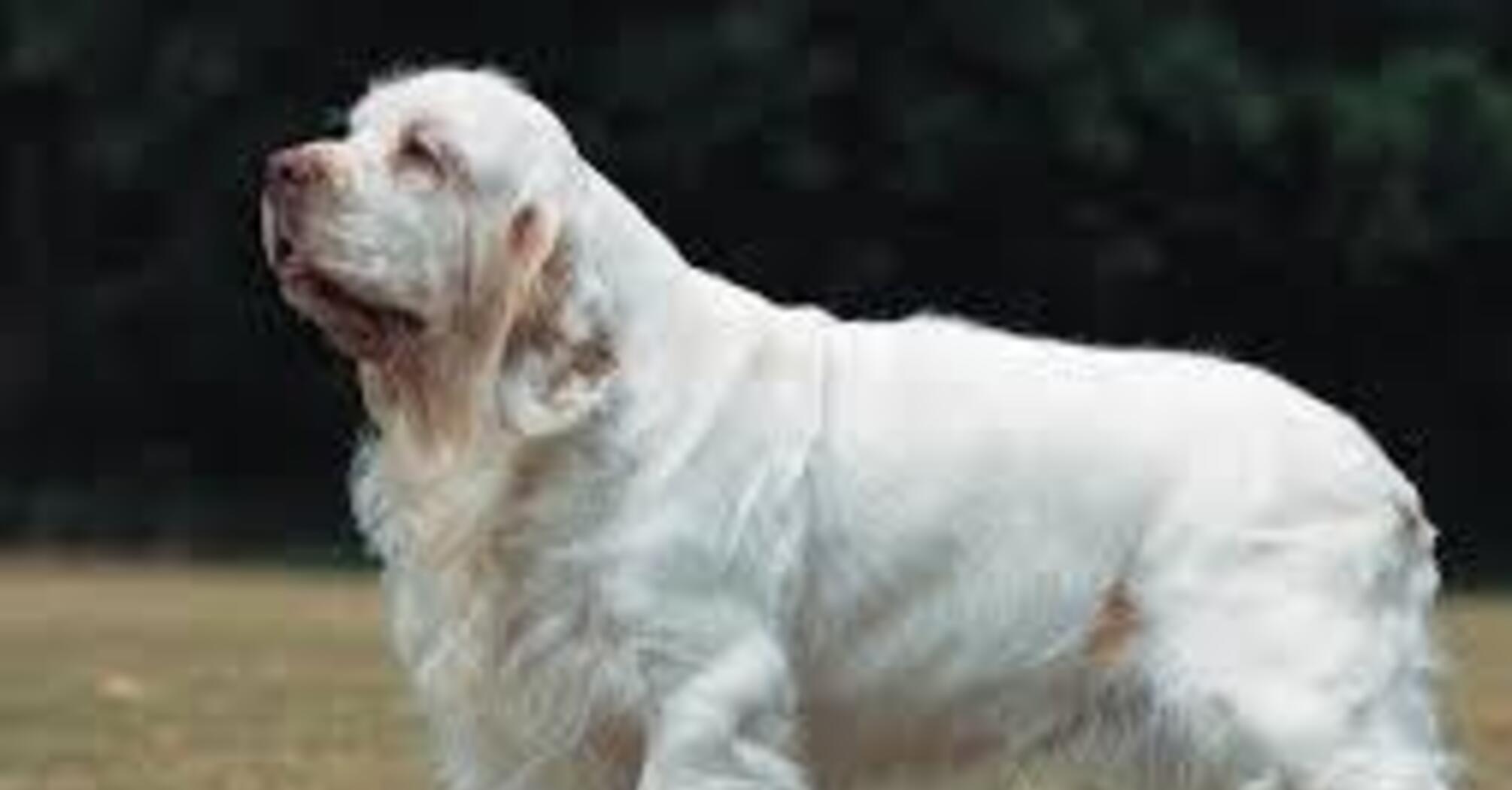 Диван чи прогулянка: топ найлінивіших порід собак   