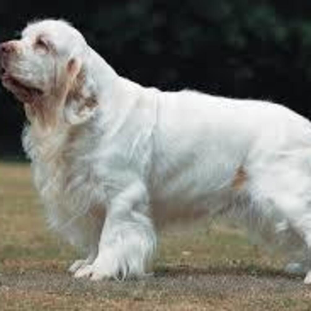 Диван чи прогулянка: топ найлінивіших порід собак