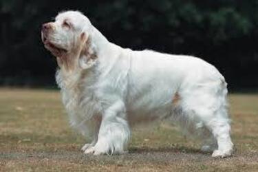 Диван чи прогулянка: топ найлінивіших порід собак