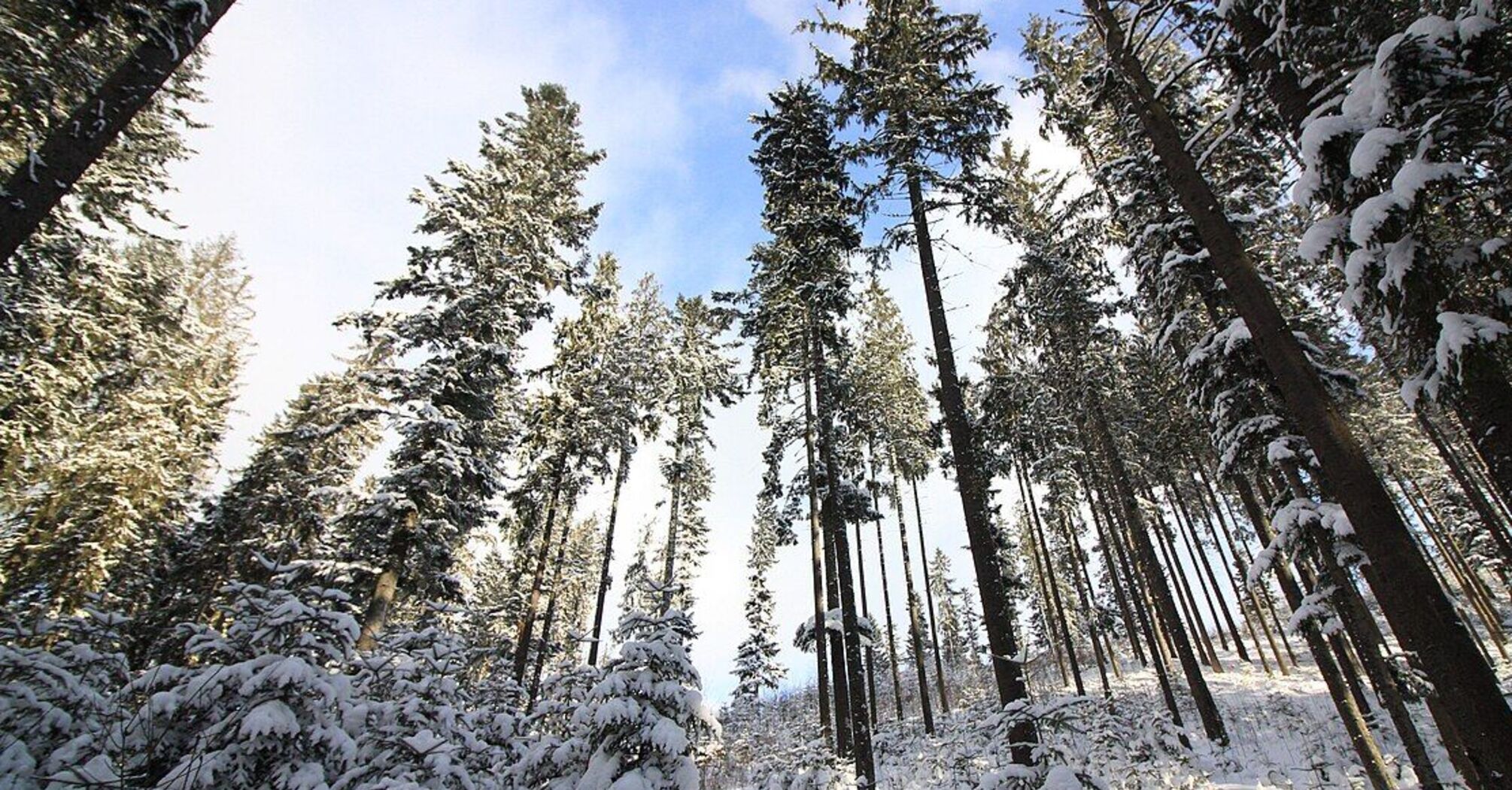 Снежно и до 5 мороза: каким будет первый месяц зимы
