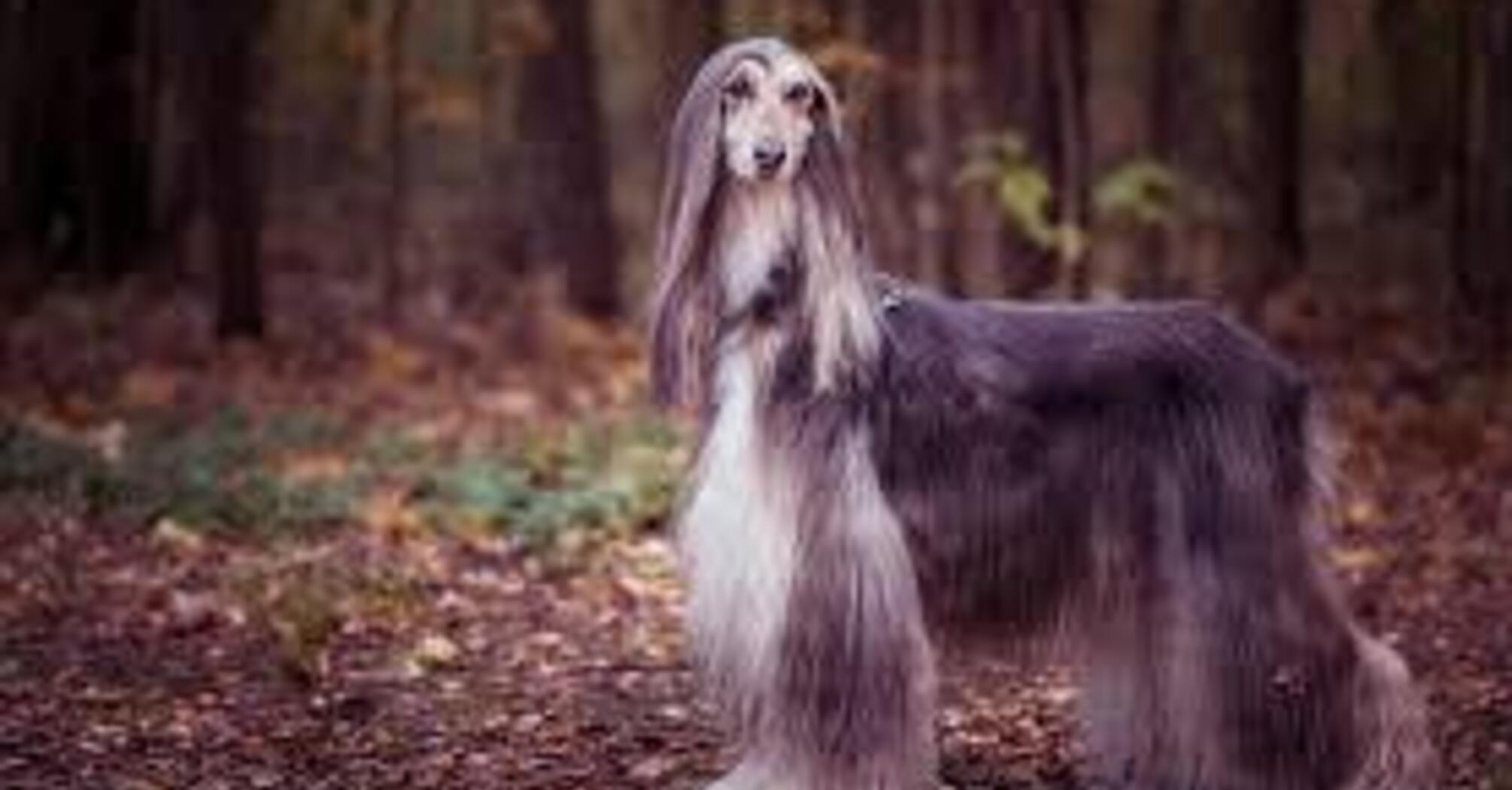 Их не так легко найти: топ самых редких пород собак