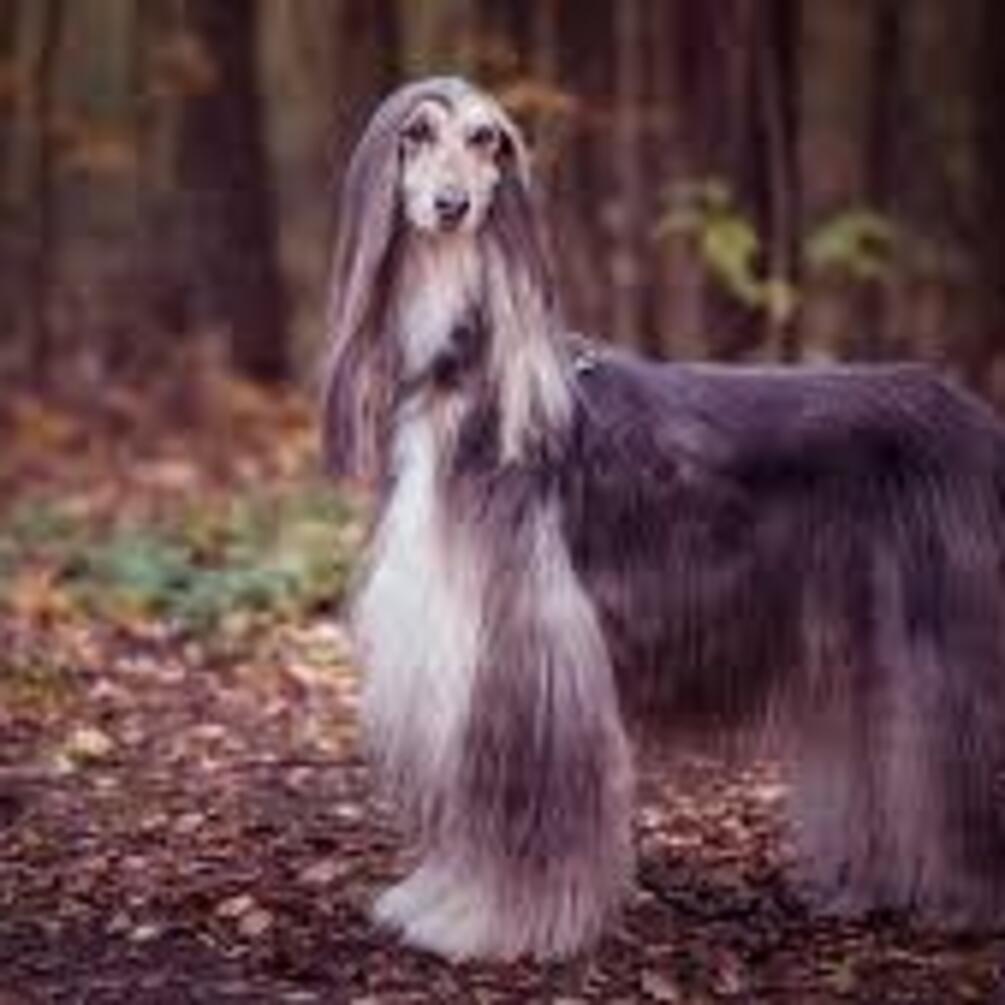 Їх не так легко знайти: топ найрідкісніших порід собак