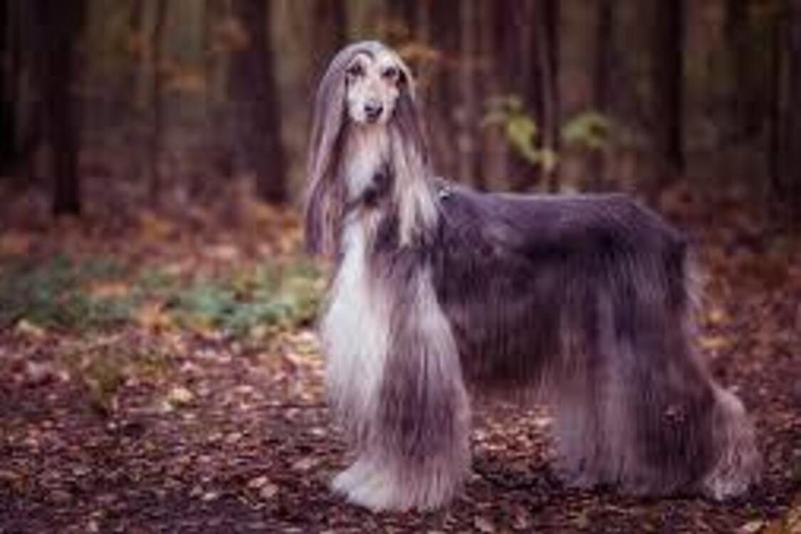 Їх не так легко знайти: топ найрідкісніших порід собак