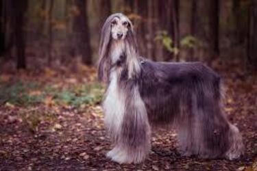 Их не так легко найти: топ самых редких пород собак