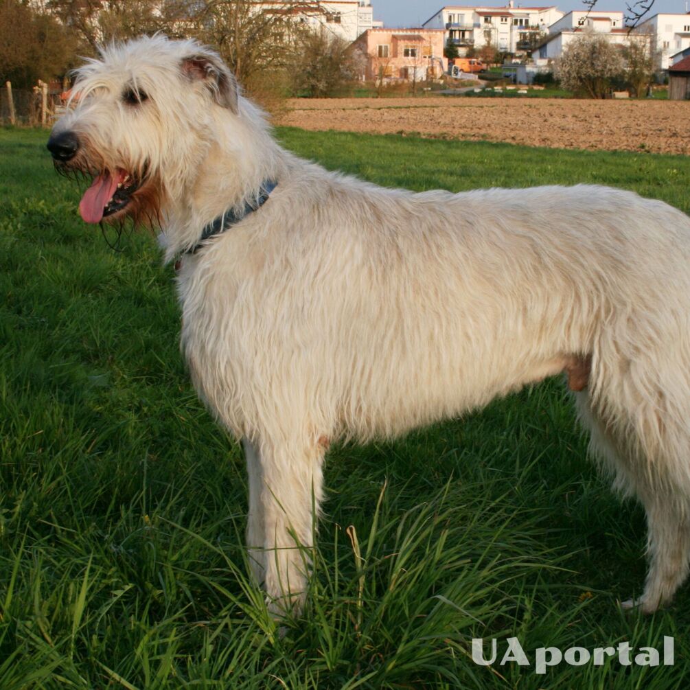 Ідеальні для сімей з дітьми: топ порід собак, які добре ладнають з малечею