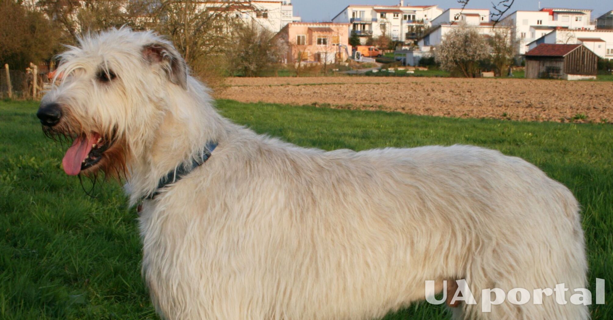 Ідеальні для сімей з дітьми: топ порід собак, які добре ладнають з малечею