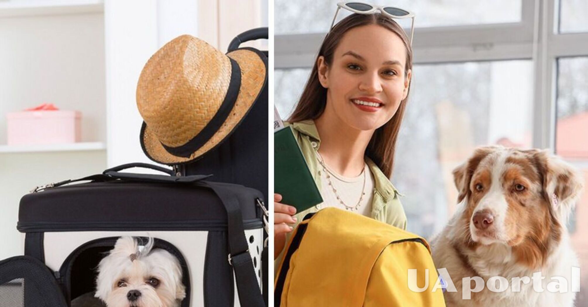 Пересечение границы с животным: что для этого нужно