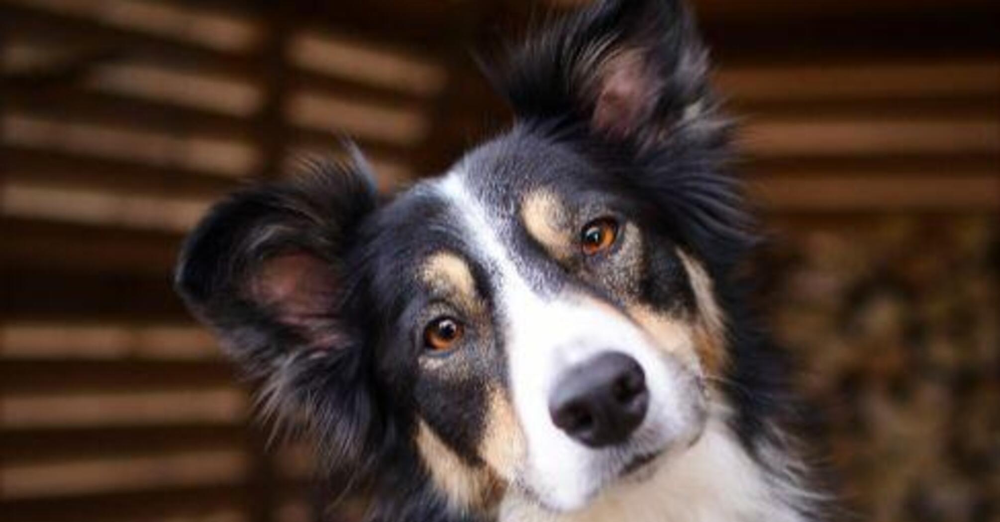 Пухнасті генії: топ найрозумніших порід собак