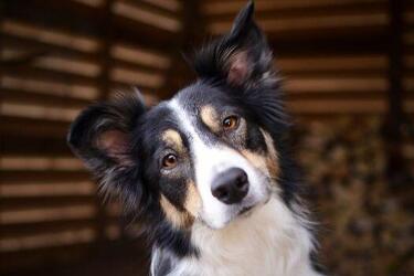 Пушистые гении: топ самых умных пород собак