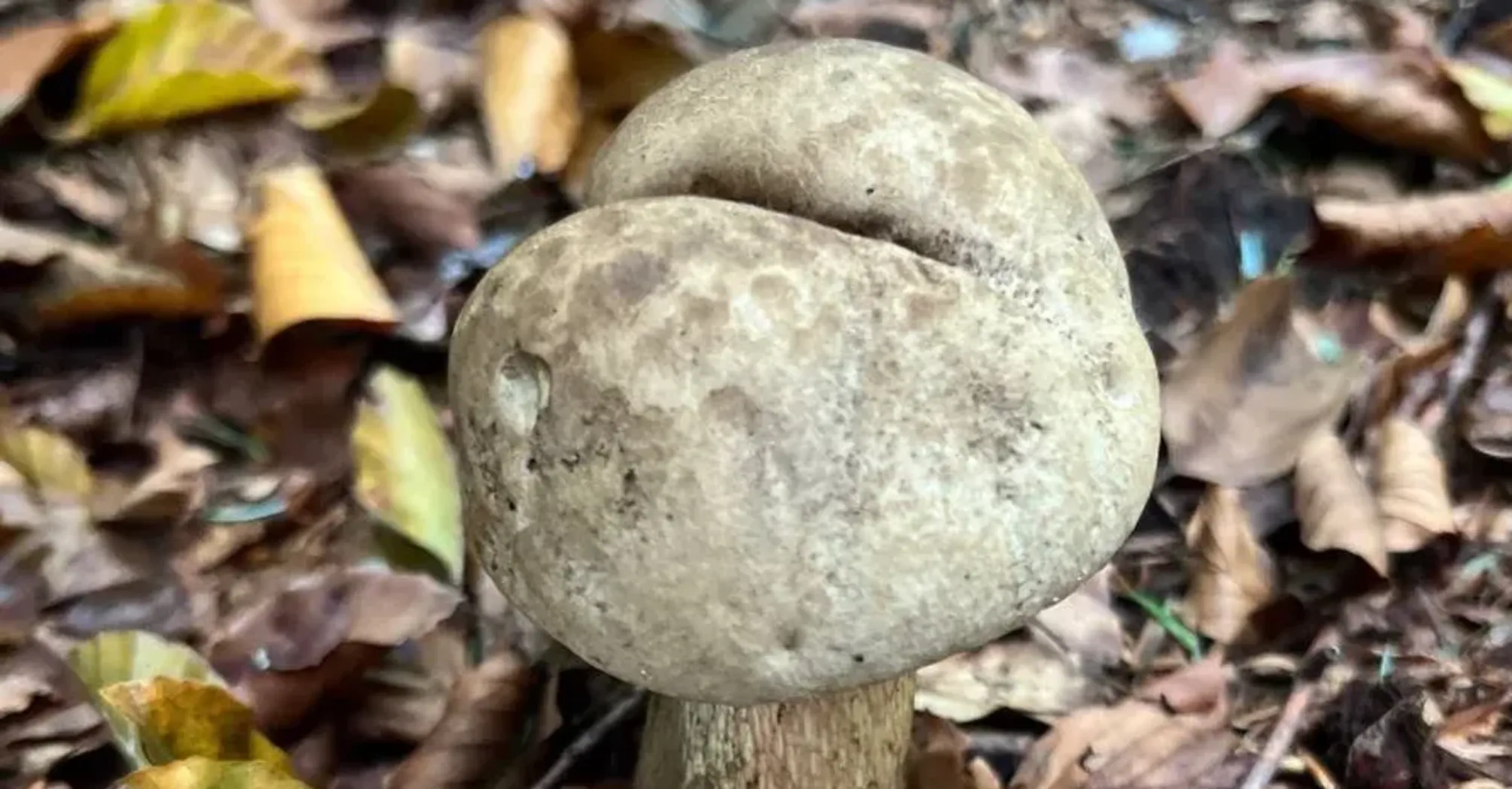 Не путать с сатанинским: в Карпатах заметили гриб с красной ножкой (фото)