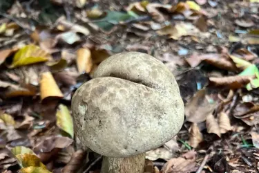 Не плутати із сатанинським: у Карпатах помітили гриб з червоною ніжкою (фото)