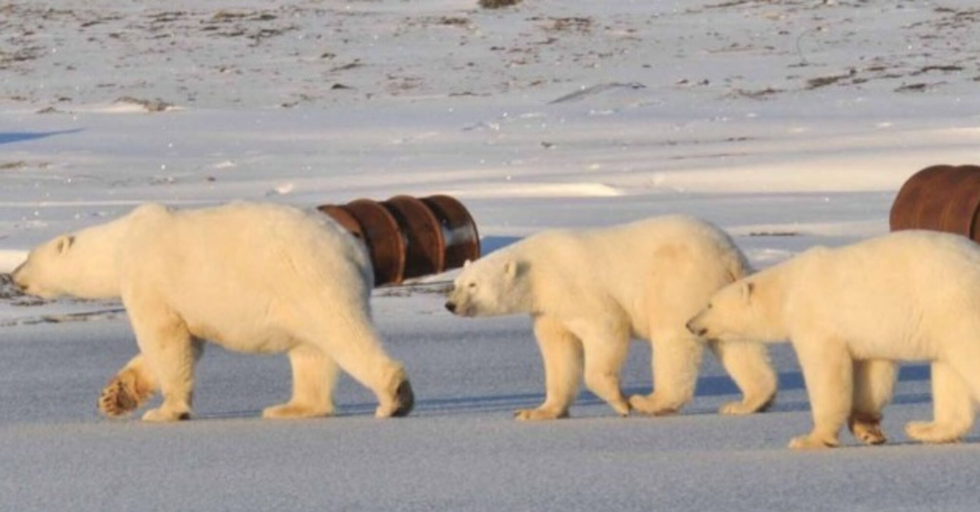 В РФ вперше в одному з регіонів скасували виплати сім'ям загиблих на війні в Україні: поскаржитися можна лише білим ведведям