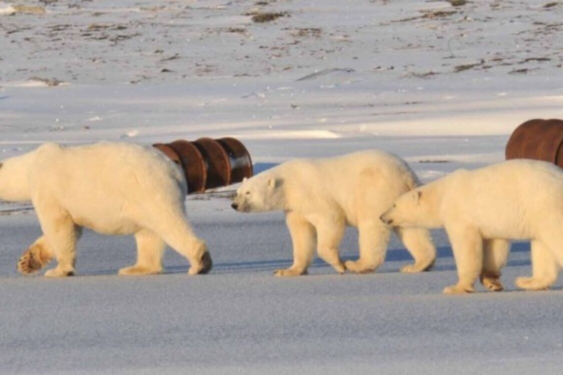 В РФ вперше в одному з регіонів скасували виплати сім'ям загиблих на війні в Україні: поскаржитися можна лише білим ведведям
