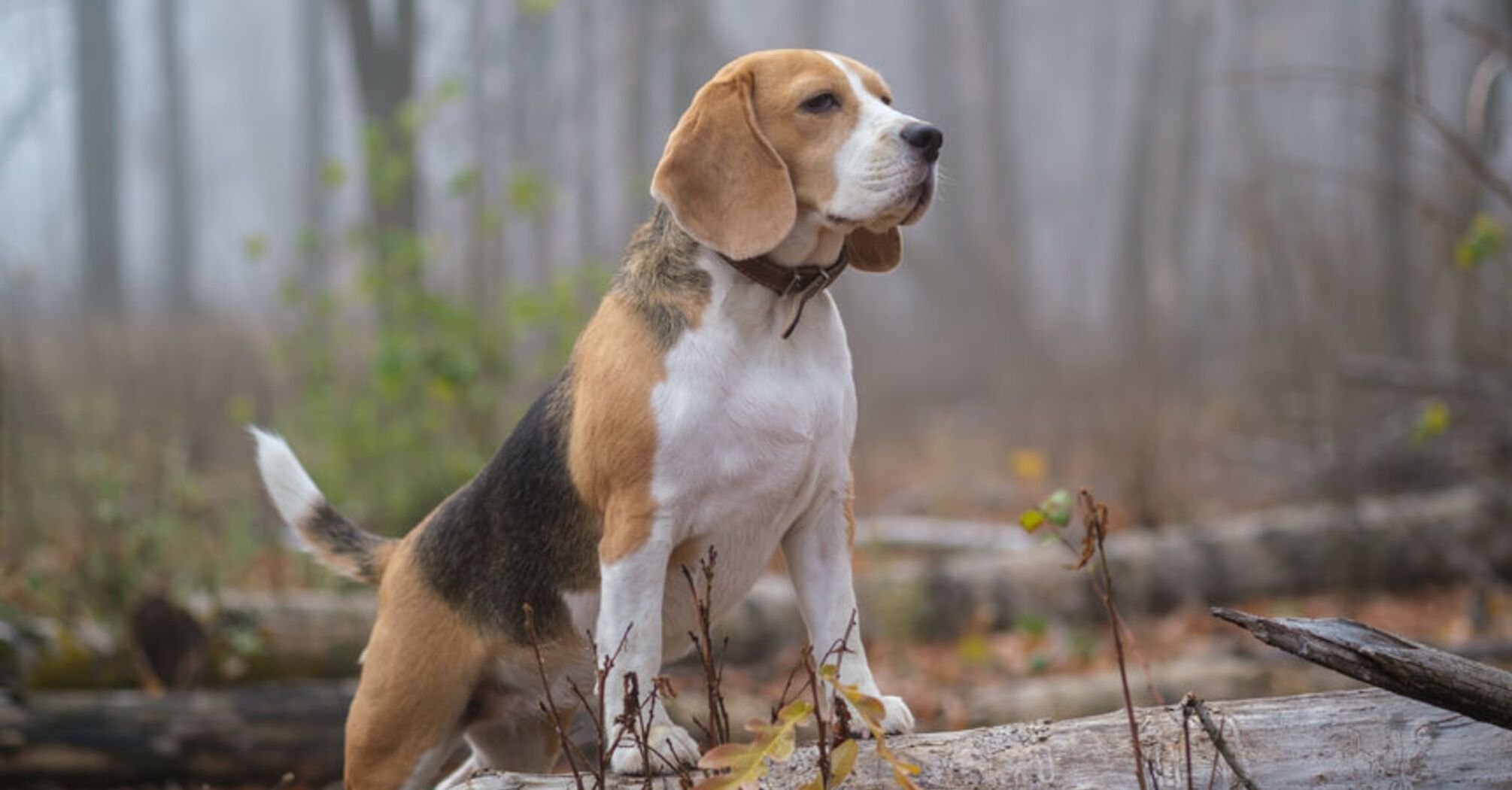 Забудете про ветеринарів: топ собак з міцним здоровʼям
