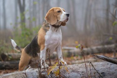 Забудете о ветеринарах: топ собак с крепким здоровьем