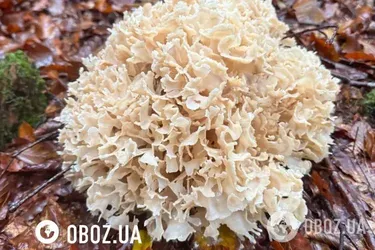 Бараняча голова або маїтаке: у Карпатах знайшли рідкісний гриб: (фото)