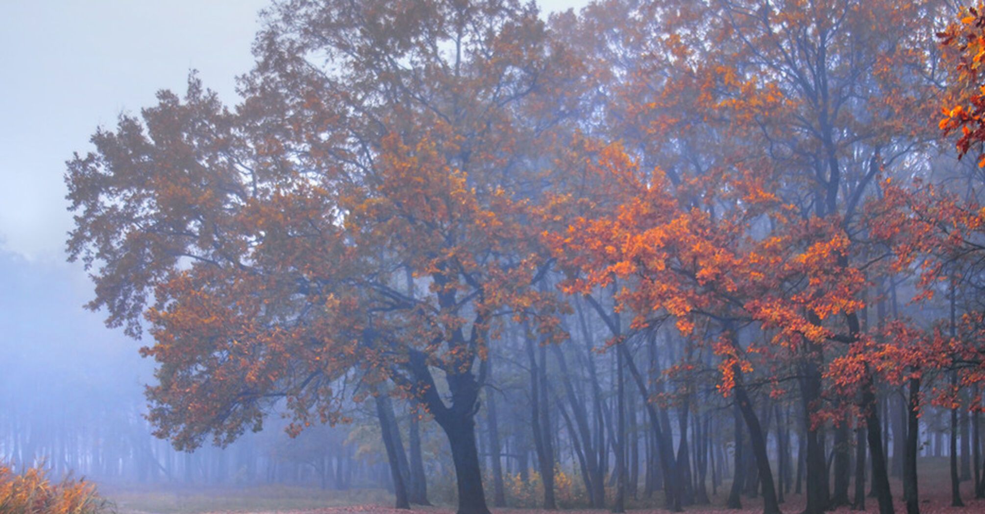 Водители, осторожно, ожидается сильный туман: прогноз погоды на 6 ноября