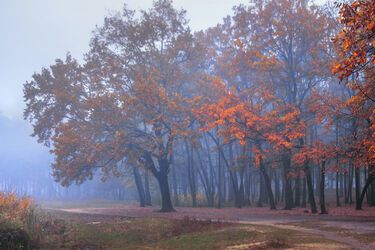 Водители, осторожно, ожидается сильный туман: прогноз погоды на 6 ноября