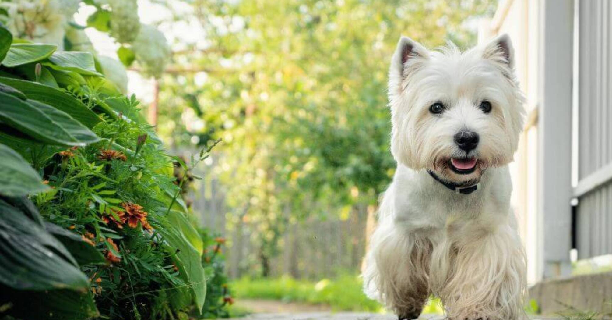 Не потребують особливого догляду: топ порід собак для зайнятих людей 