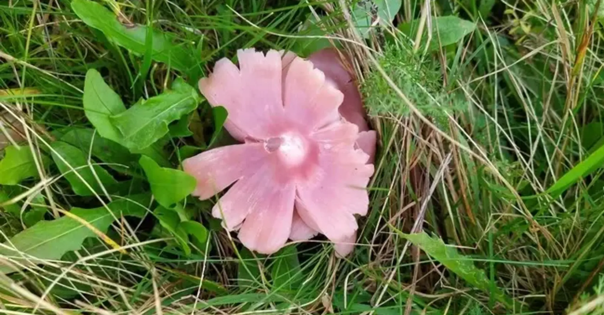 Навіть не має власної назви: в Україні знайшли дуже рідкісний гриб (фото)  