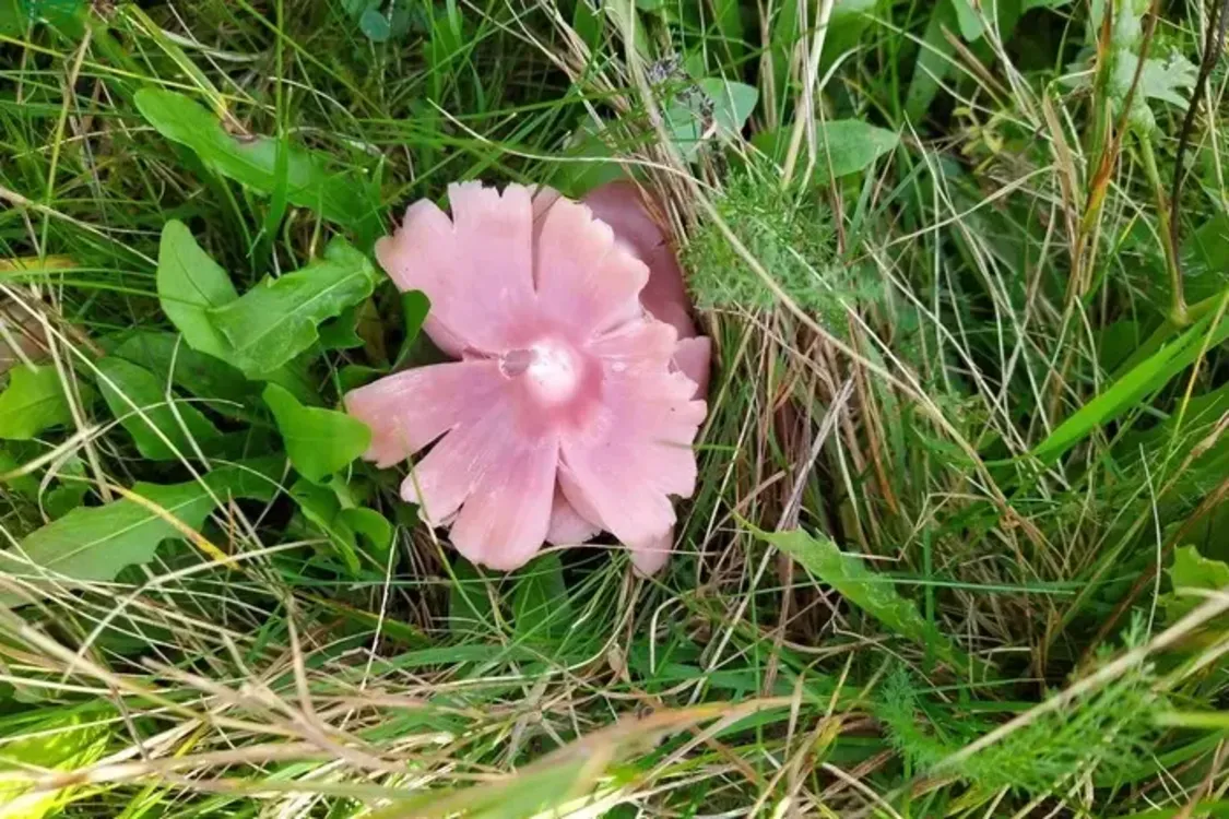 Даже не имеет собственного названия: в Украине нашли очень редкий гриб (фото)