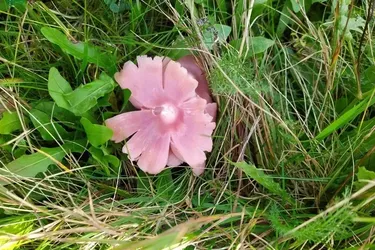 Навіть не має власної назви: в Україні знайшли дуже рідкісний гриб (фото)