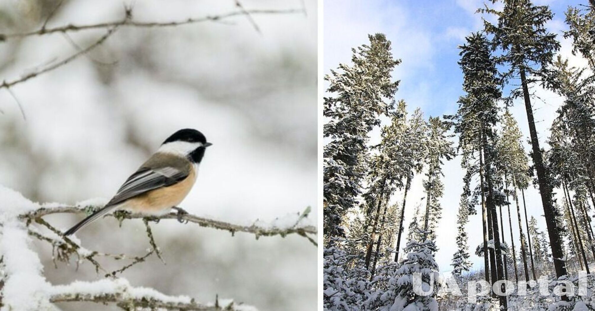 Действительно ли в Украину придет суровая зима: синоптик дала прогноз