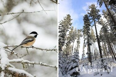 Чи справді до України прийде сувора зима: синоптик дала прогноз