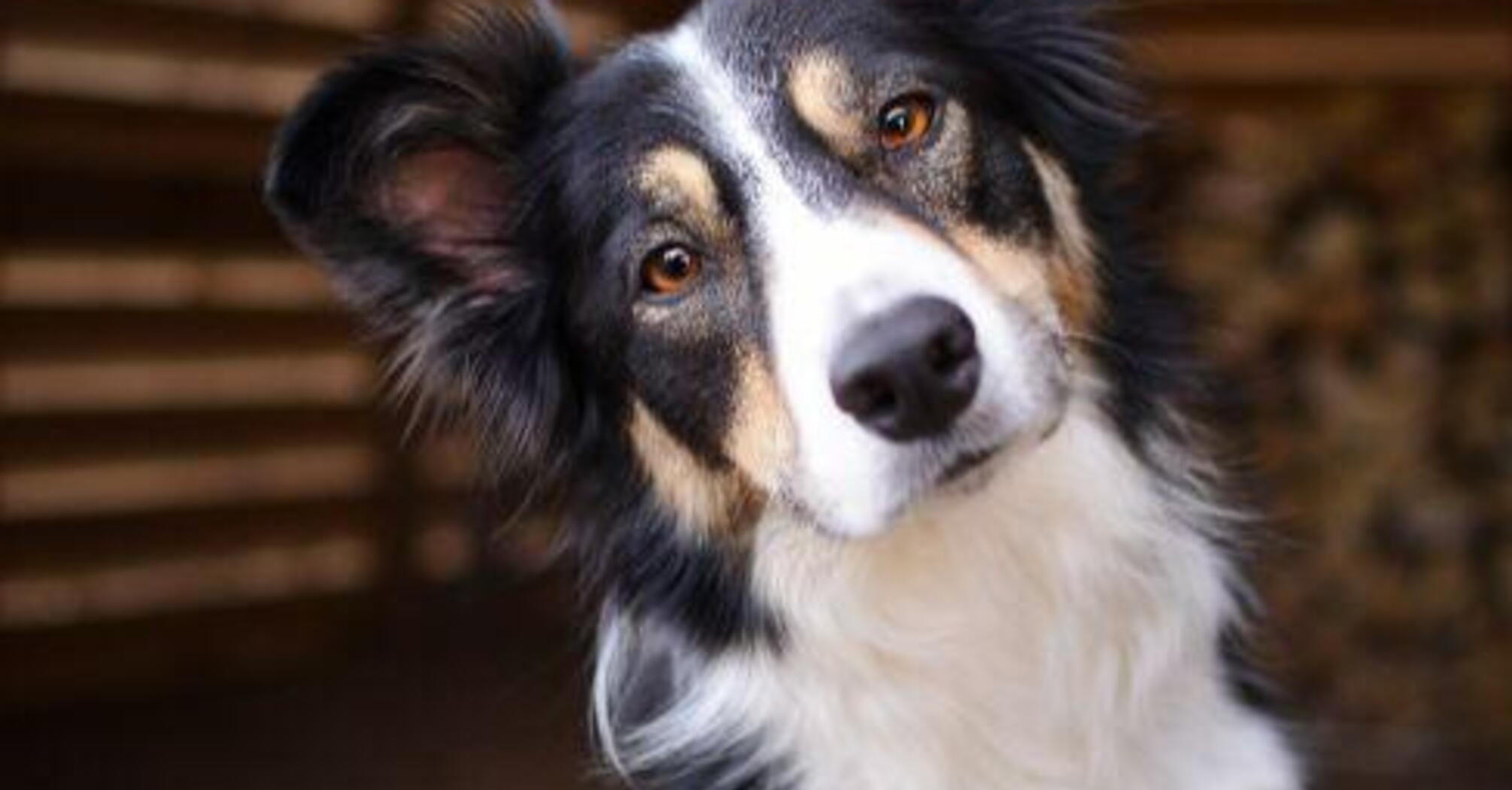 Пушистые умники: топ-4 породы собак с высоким интеллектом