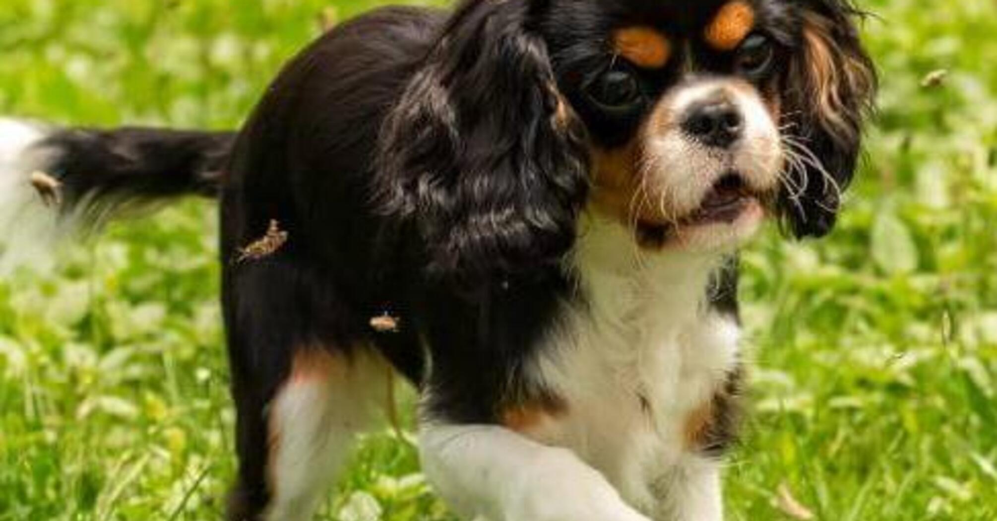 Ніякого стресу: які породи собак  є найспокійнішими 