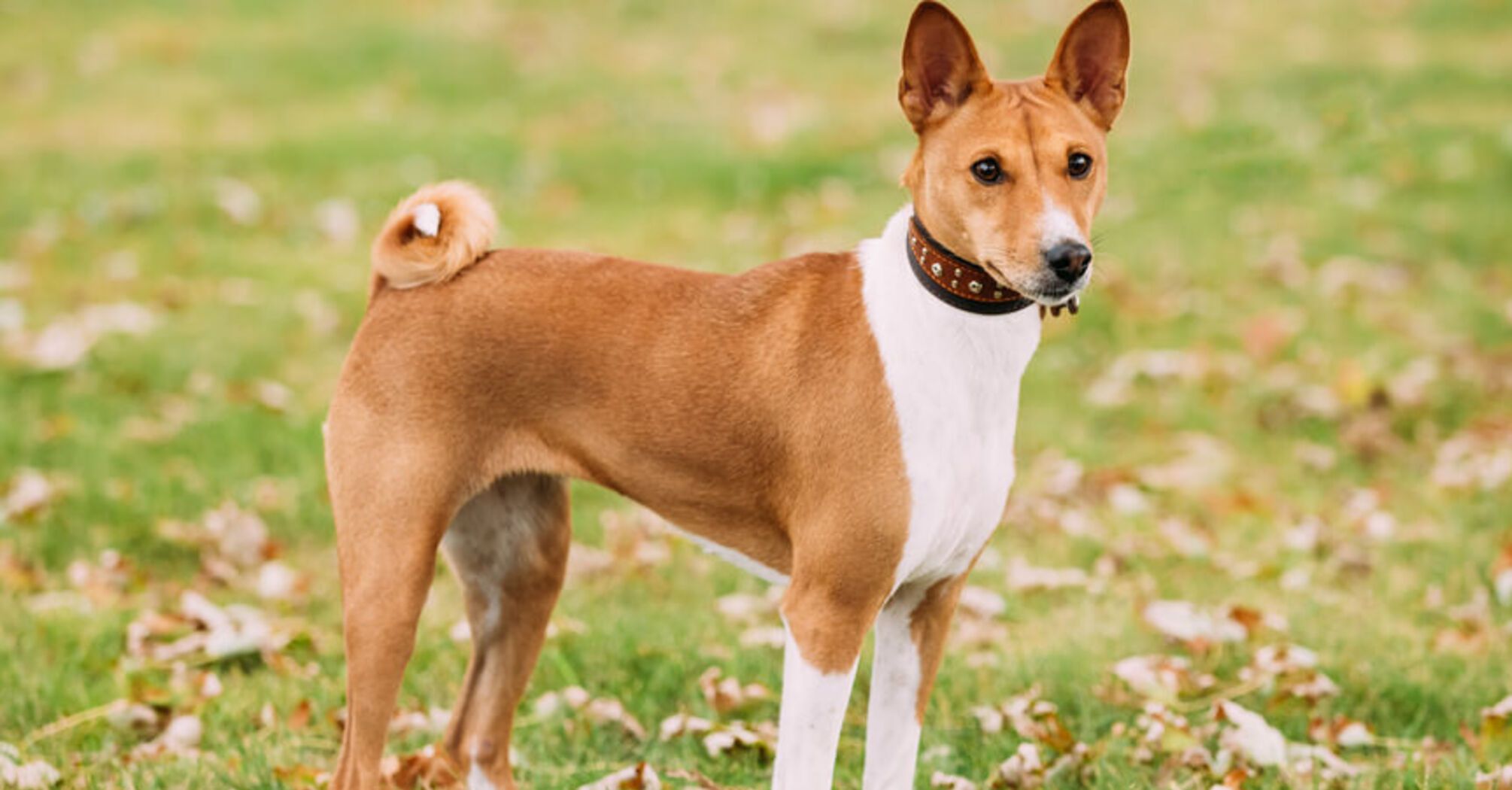 Спокійні та акуратні: топ ідеальних порід собак для квартири