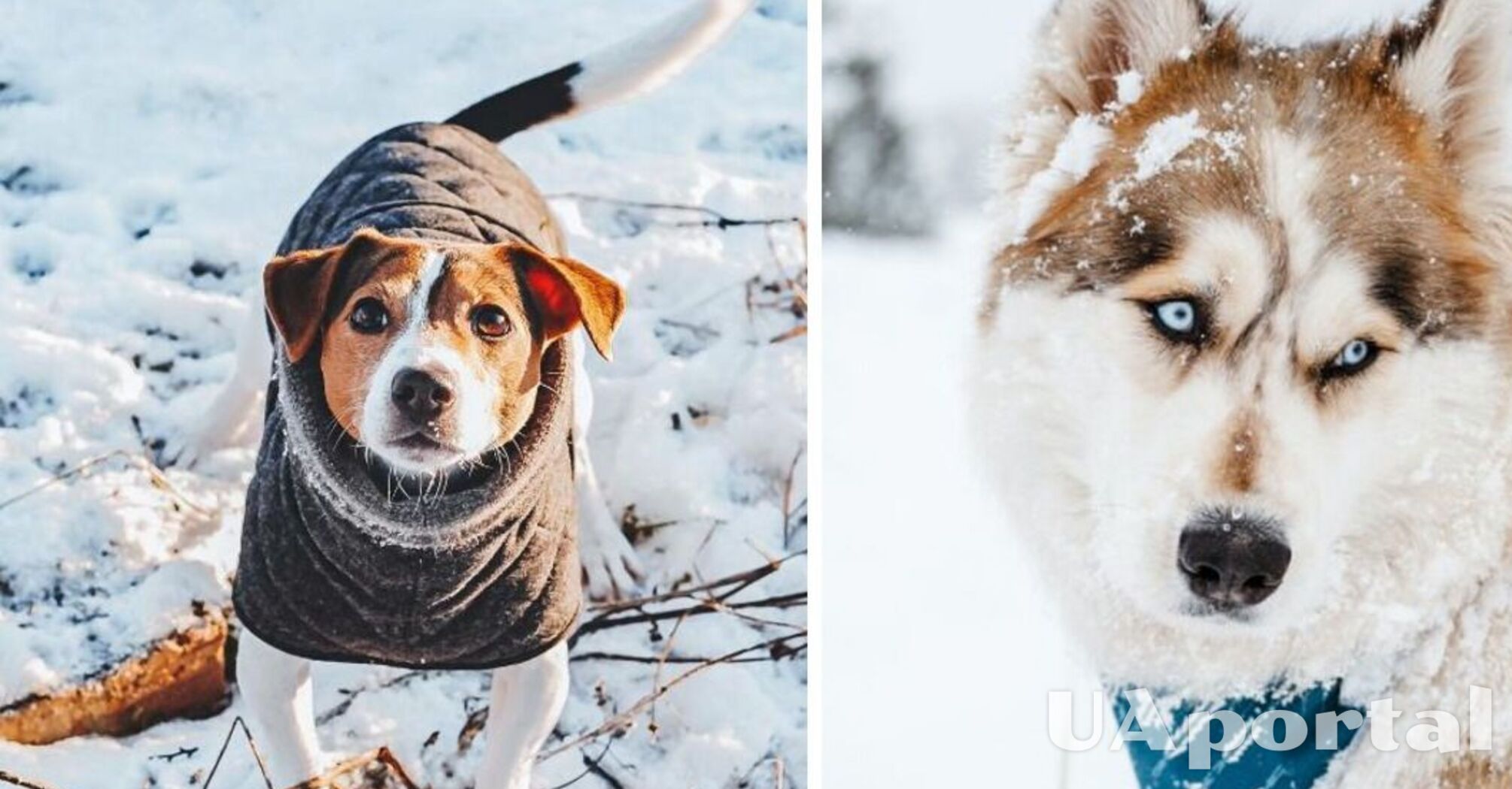 Зимой они нуждаются больше внимания: как уберечь собаку от переохлаждения