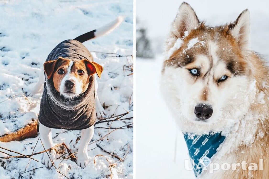 Взимку вони потребують більше уваги: як вберегти собаку від переохолодження