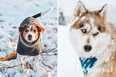Взимку вони потребують більше уваги: як вберегти собаку від переохолодження