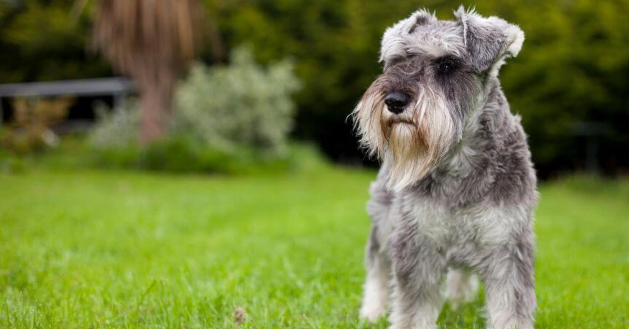 Їх найлегше дресирувати: топ найслухніших порід собак