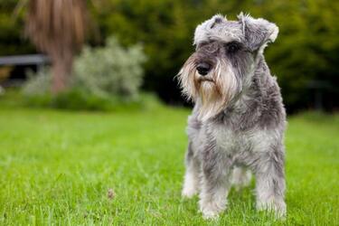 Их легче всего дрессировать: топ самых послушных пород собак