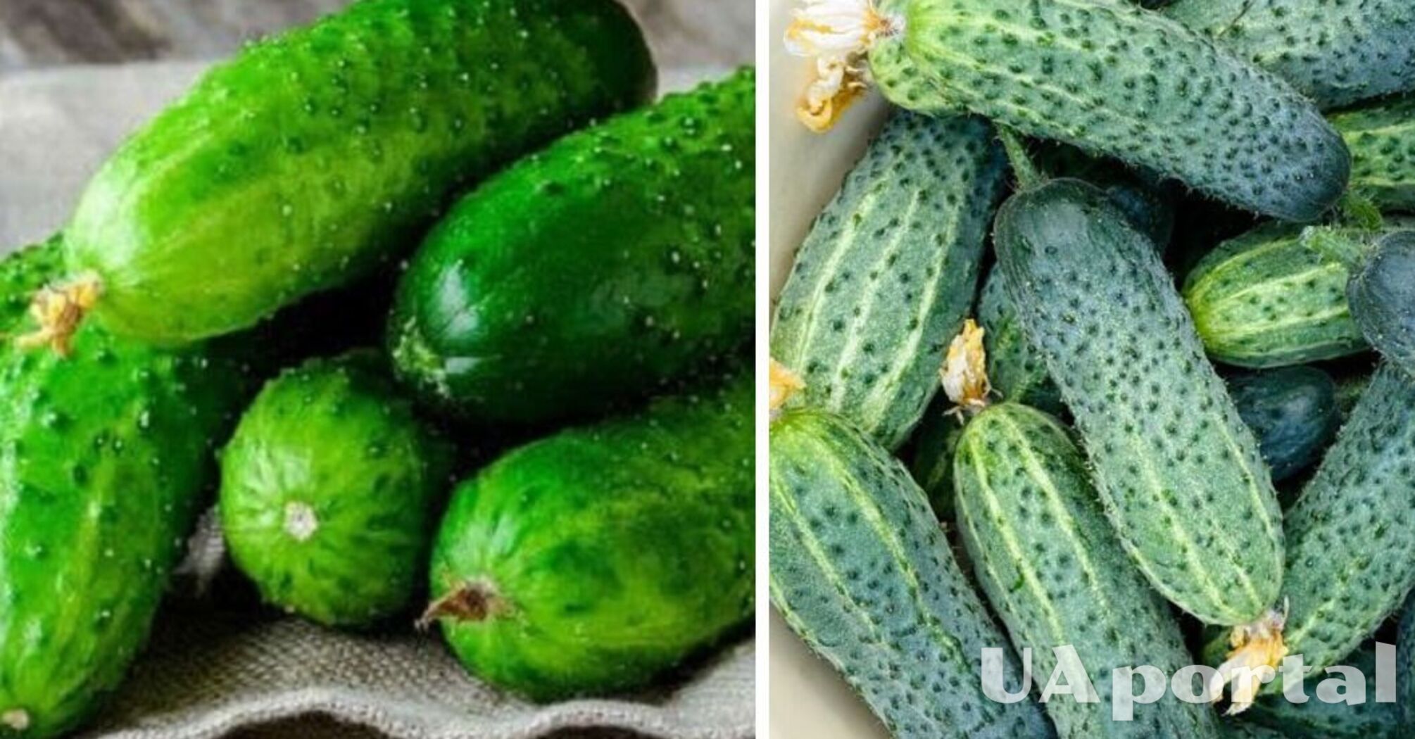 В Украине упала цена на популярный овощ: какая стоимость килограмма