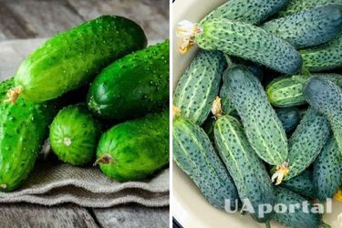 В Украине упала цена на популярный овощ: какая стоимость килограмма