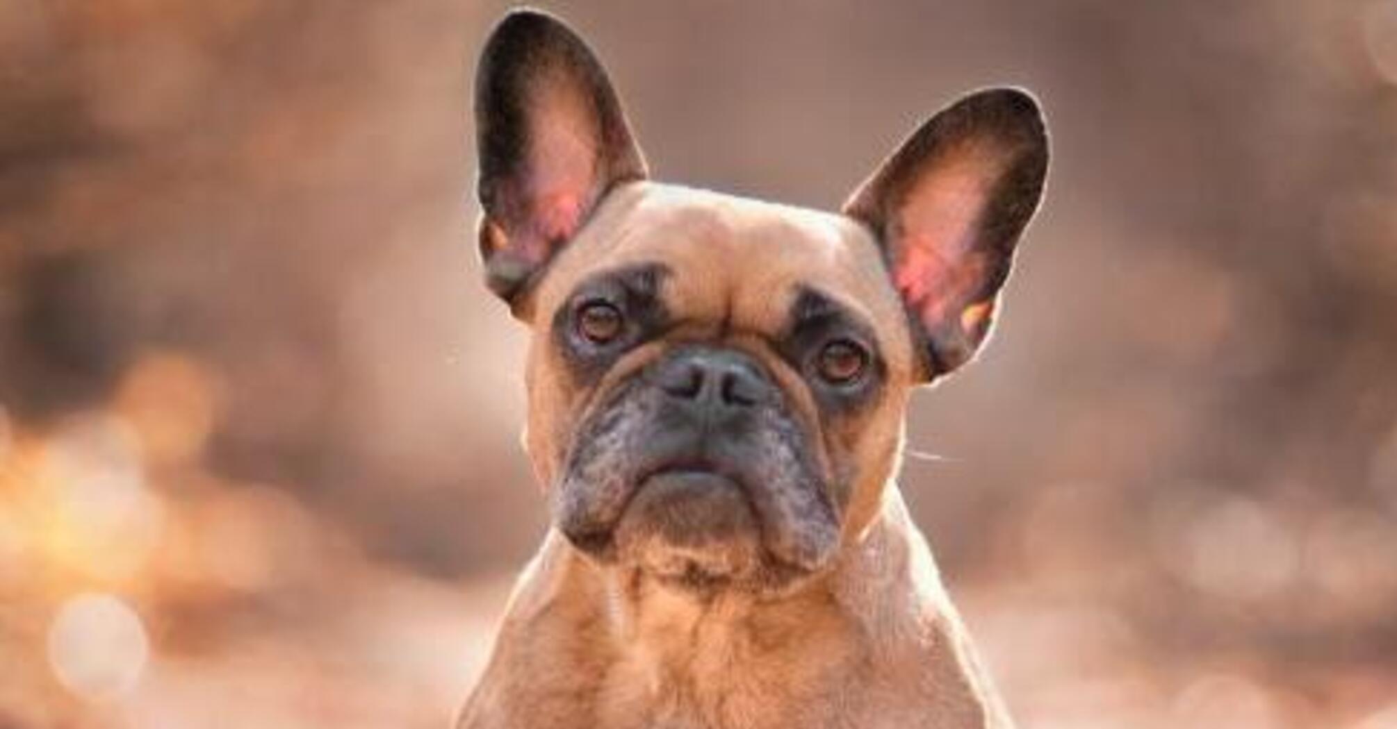 Чудово ладнають: топ порід собак, які люблять дітей  