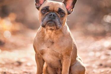 Чудово ладнають: топ порід собак, які люблять дітей