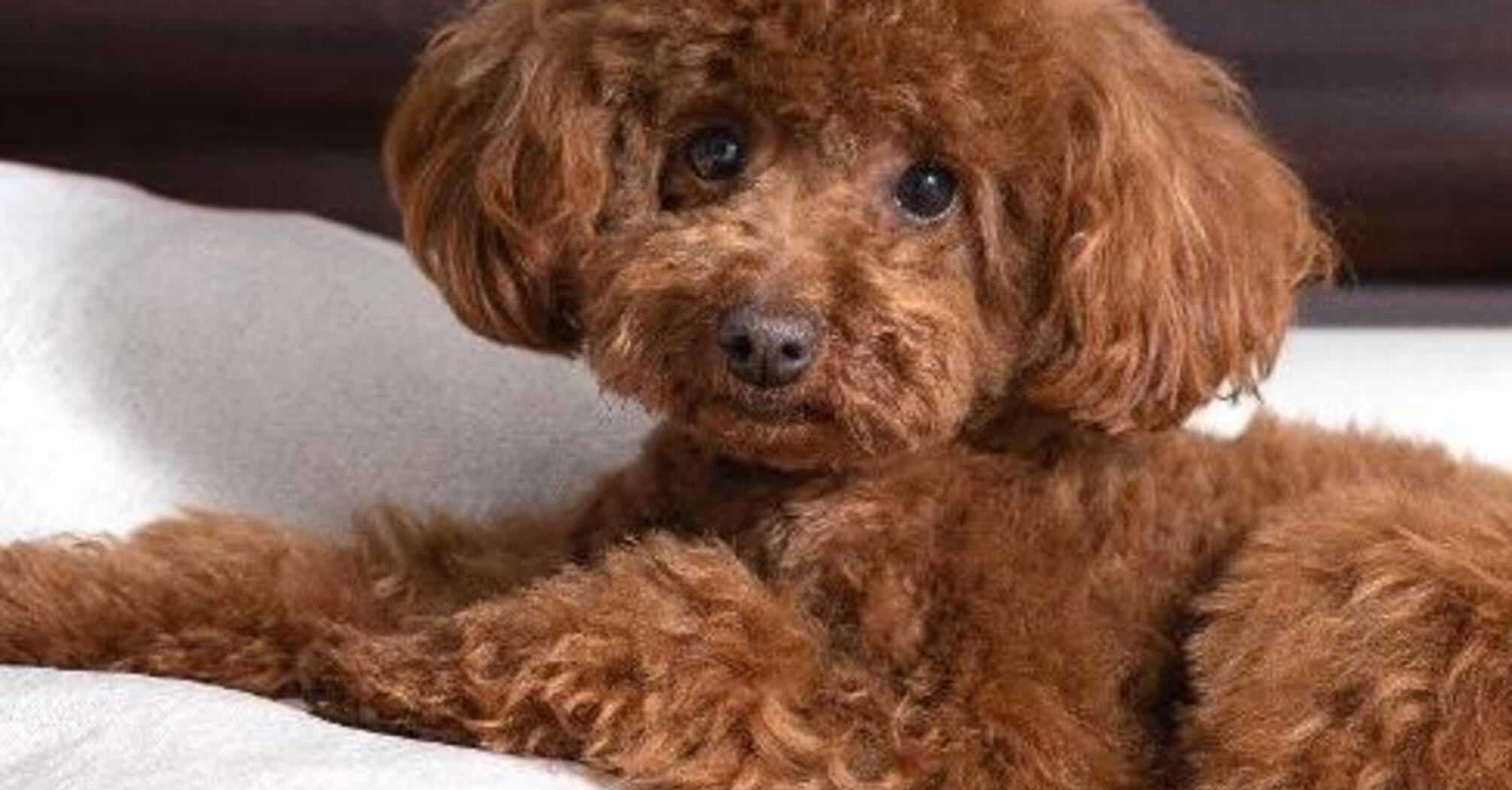 Будуть з вами довго: названо топ порід собак-довгожителів  