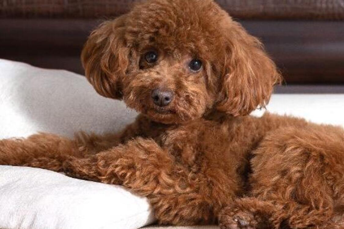 Будут с вами долго: названы топ пород собак-долгожителей