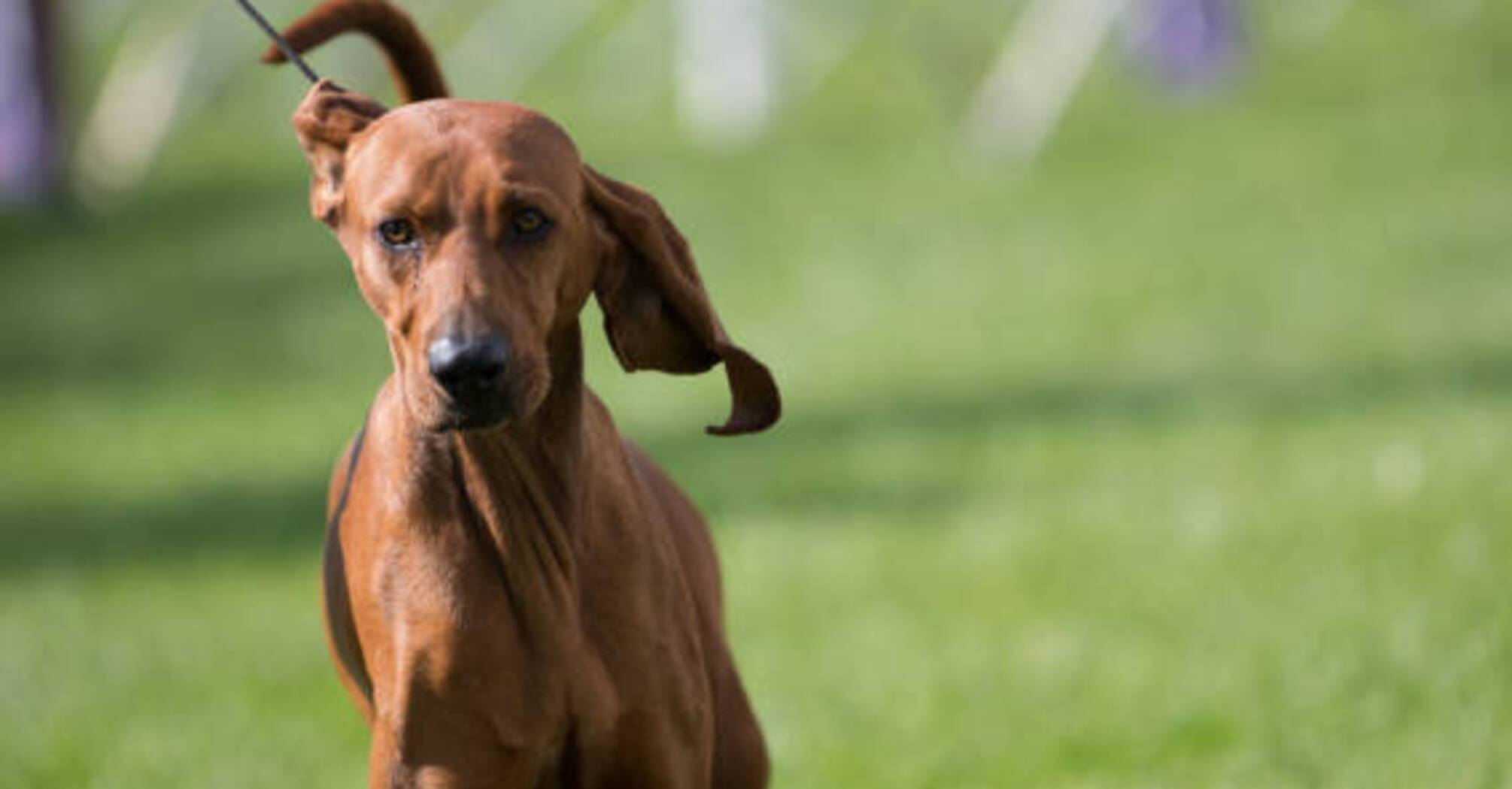 Для любителей активного отдыха: топ пород собак, которые не могут усидеть на месте