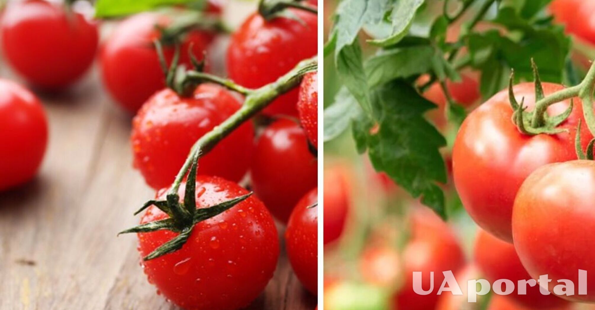 В Украине стремительно дорожает популярный овощ: какая цена за килограмм