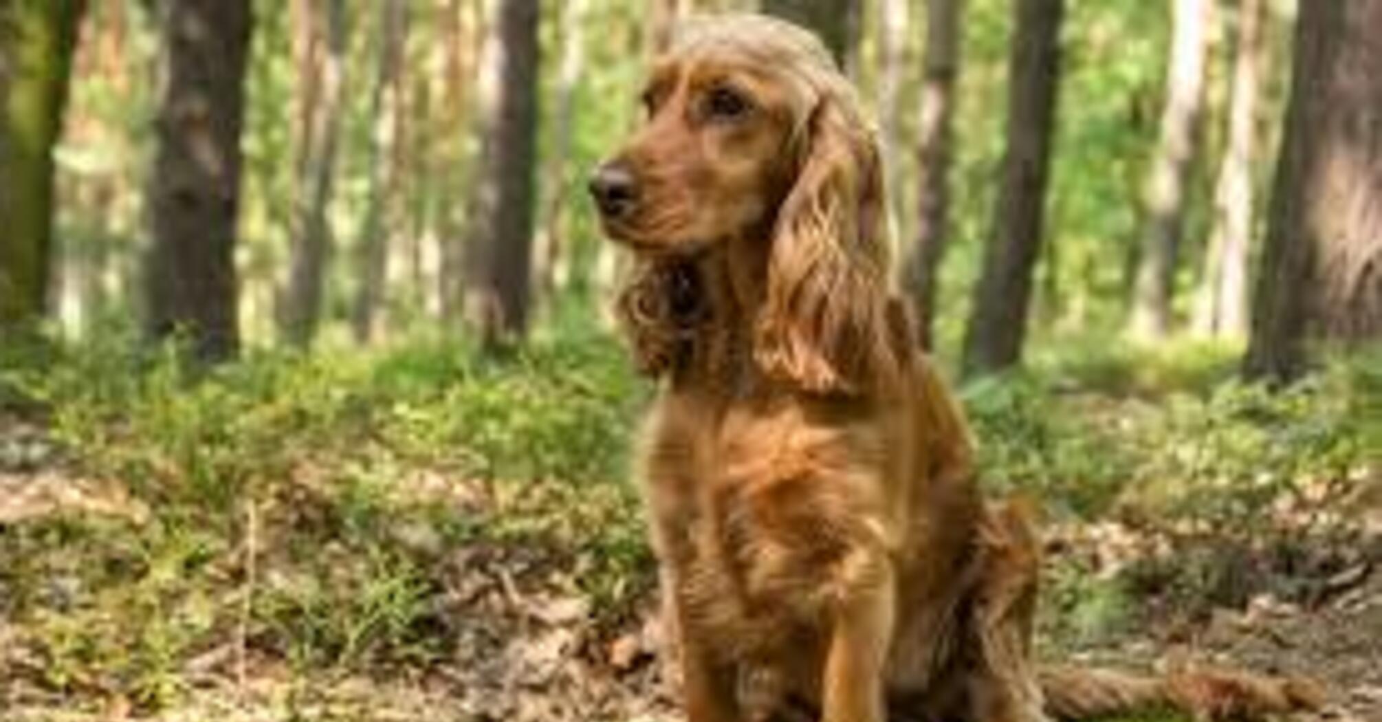 Маленькие драчуны: топ пород собак, склонных к кусанию