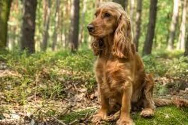 Маленькі забіяки: топ порід собак, схильних до кусання